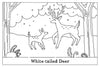 Lost Moon Holler Coloring Book