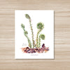 Fiddlehead Ferns Art Print 8x10