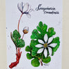 Bloodroot Art Print