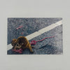 Still Life with Raccoon II Postcard