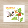 Ruby-Throated Hummingbird Watercolor Art Print 8x10