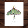 Luna Moth Art Print 8x10