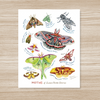 Moths of Eastern North America Art Print 11x14