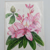 Rhododendron 5x7 Art Print