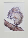 Squirrel Art Print - 8x10