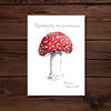 Fly Amanita Mushroom Print - 5 x 7