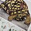 Eastern Box Turtle Art Print - 5x7