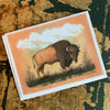 American Bison Notecard
