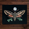 Sphinx Moth & Primrose Art Print 11x14